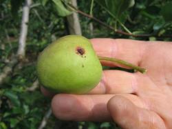 Les ennemis des pommes