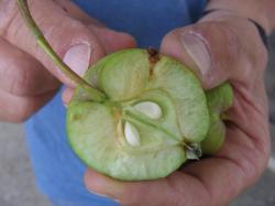 Les ennemis des pommes