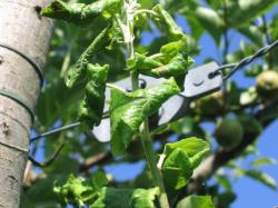 Les ennemis des pommes