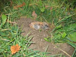 Les ennemis des pommes