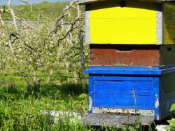 Pollinisation et abeilles