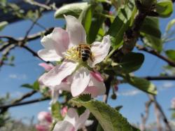 Pollinisation et abeilles
