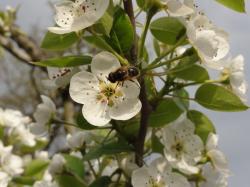 Pollinisation et abeilles