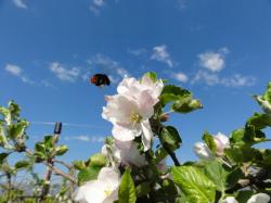 Pollinisation et abeilles